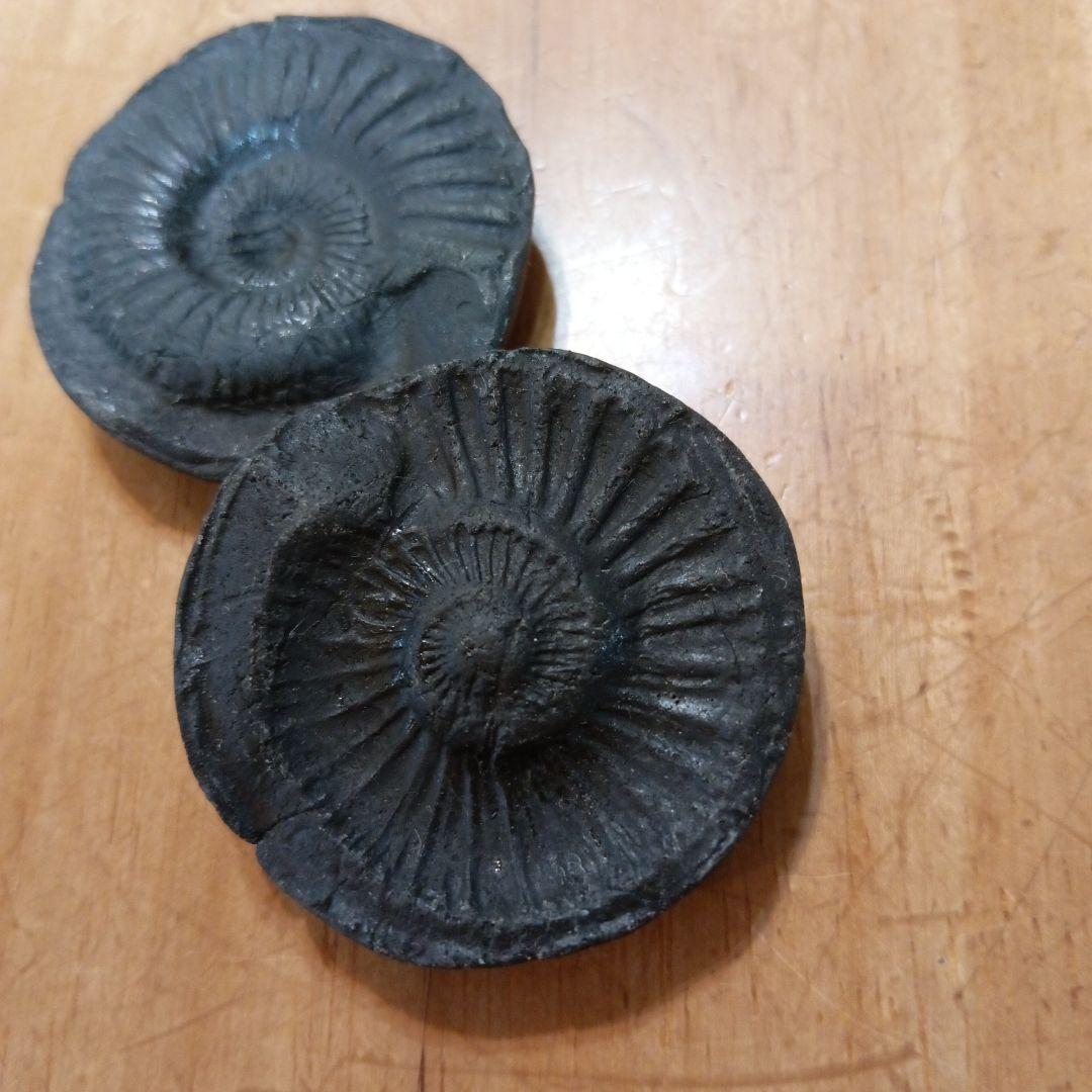 ヒマラヤアンモナイト化石 約8.5cm 黒色 #258