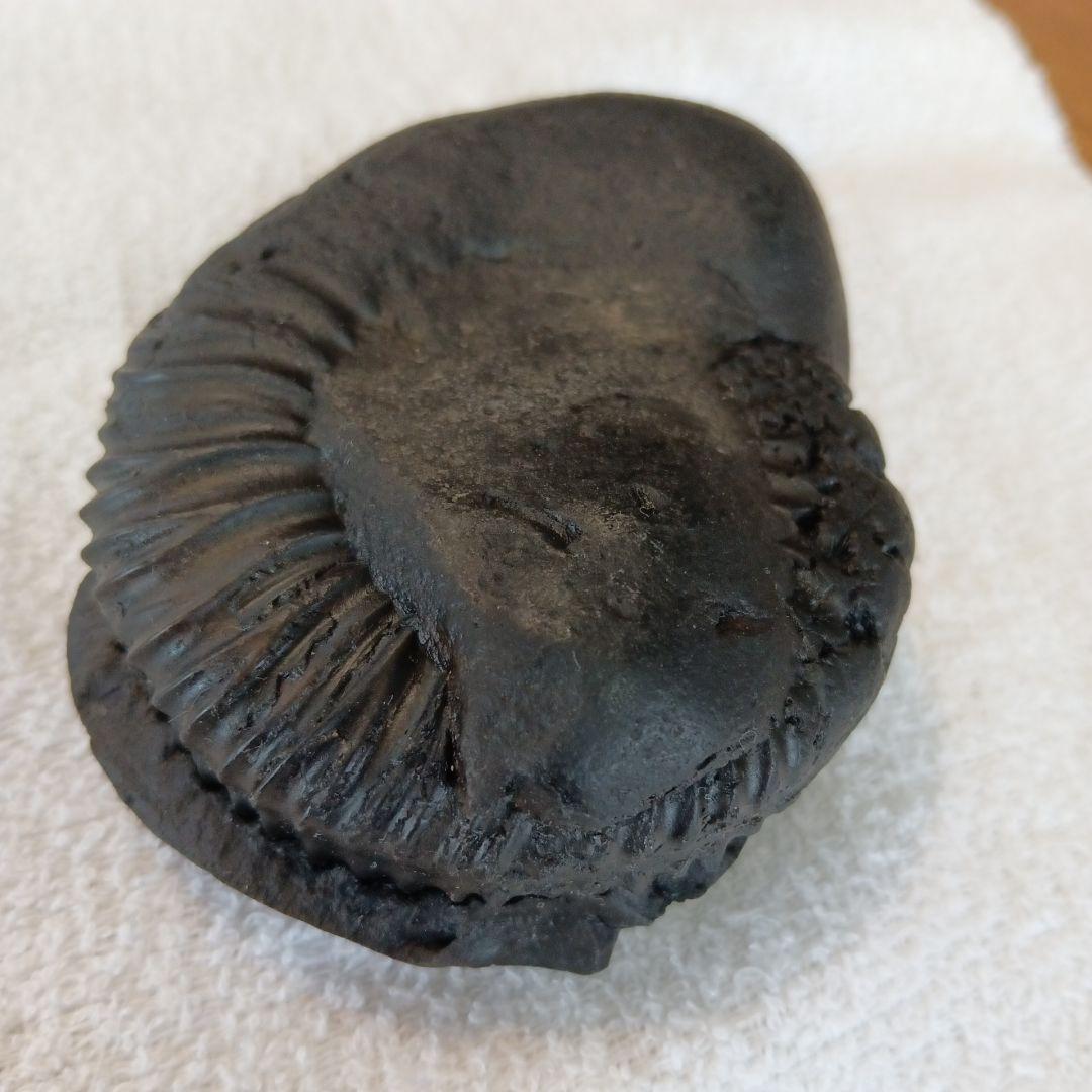 ヒマラヤアンモナイト化石 約8.5cm 黒色 #258