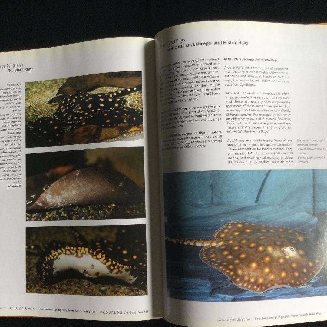 淡水エイ　魚　洋書　Aqualog 南アメリカ　南米　Ray 淡水魚　熱帯魚　魚