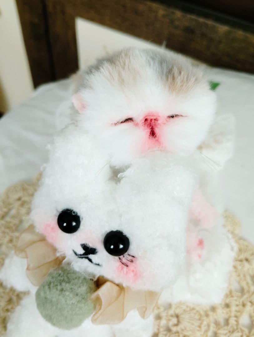 生まれたて子猫ちゃん♡生後２日♡エキゾベビー♡お布団*うさちゃん♡アートドール♡