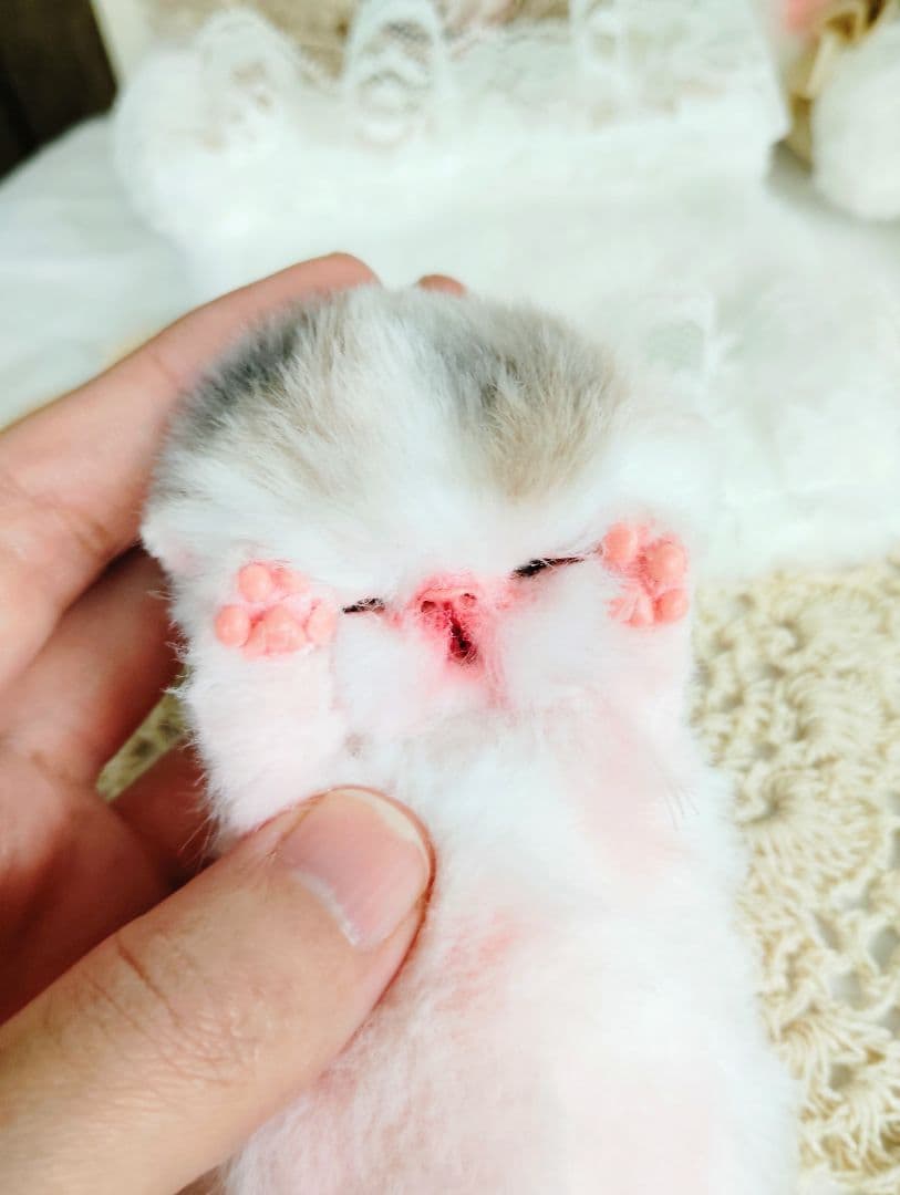 生まれたて子猫ちゃん♡生後２日♡エキゾベビー♡お布団*うさちゃん♡アートドール♡