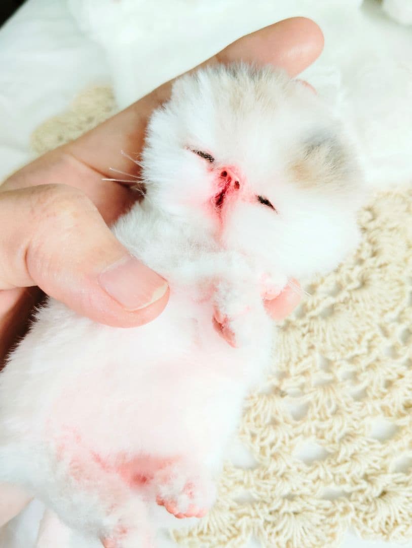 生まれたて子猫ちゃん♡生後２日♡エキゾベビー♡お布団*うさちゃん♡アートドール♡