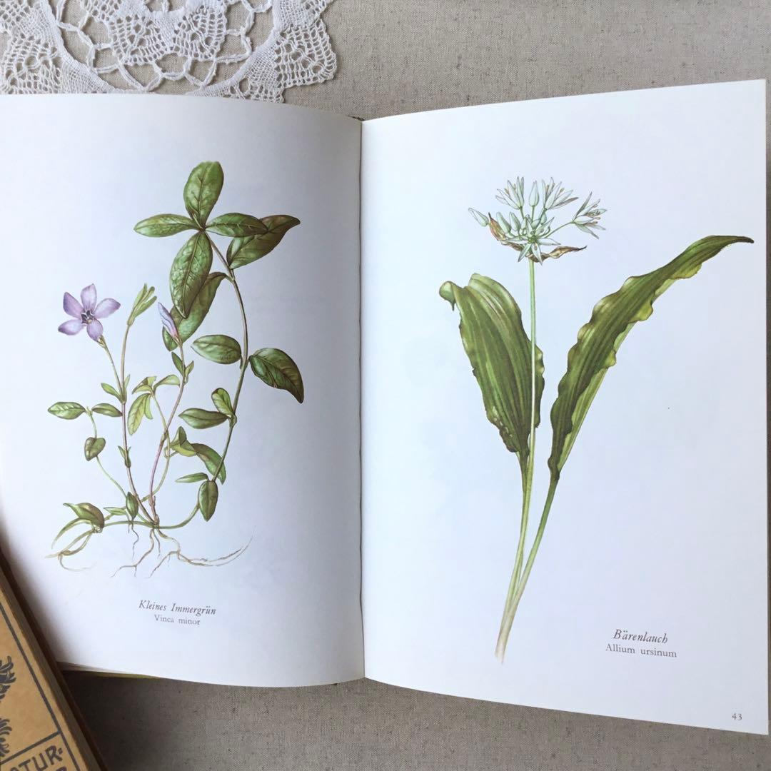 洋書　植物図鑑 Elsa Felsko花図鑑 ヴィンテージ ボタニカルインテリア