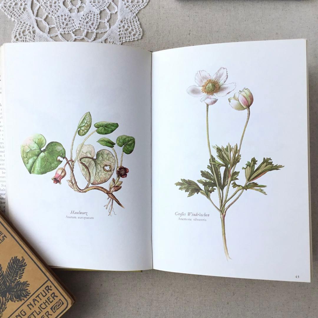 洋書　植物図鑑 Elsa Felsko花図鑑 ヴィンテージ ボタニカルインテリア