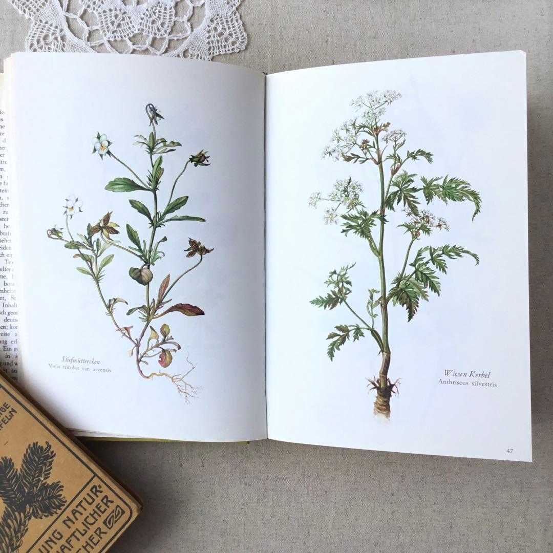 洋書　植物図鑑 Elsa Felsko花図鑑 ヴィンテージ ボタニカルインテリア
