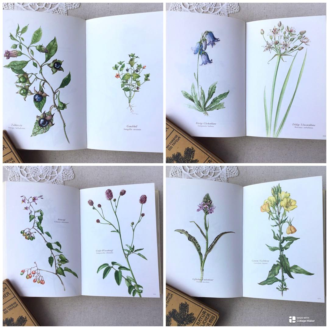 洋書　植物図鑑 Elsa Felsko花図鑑 ヴィンテージ ボタニカルインテリア
