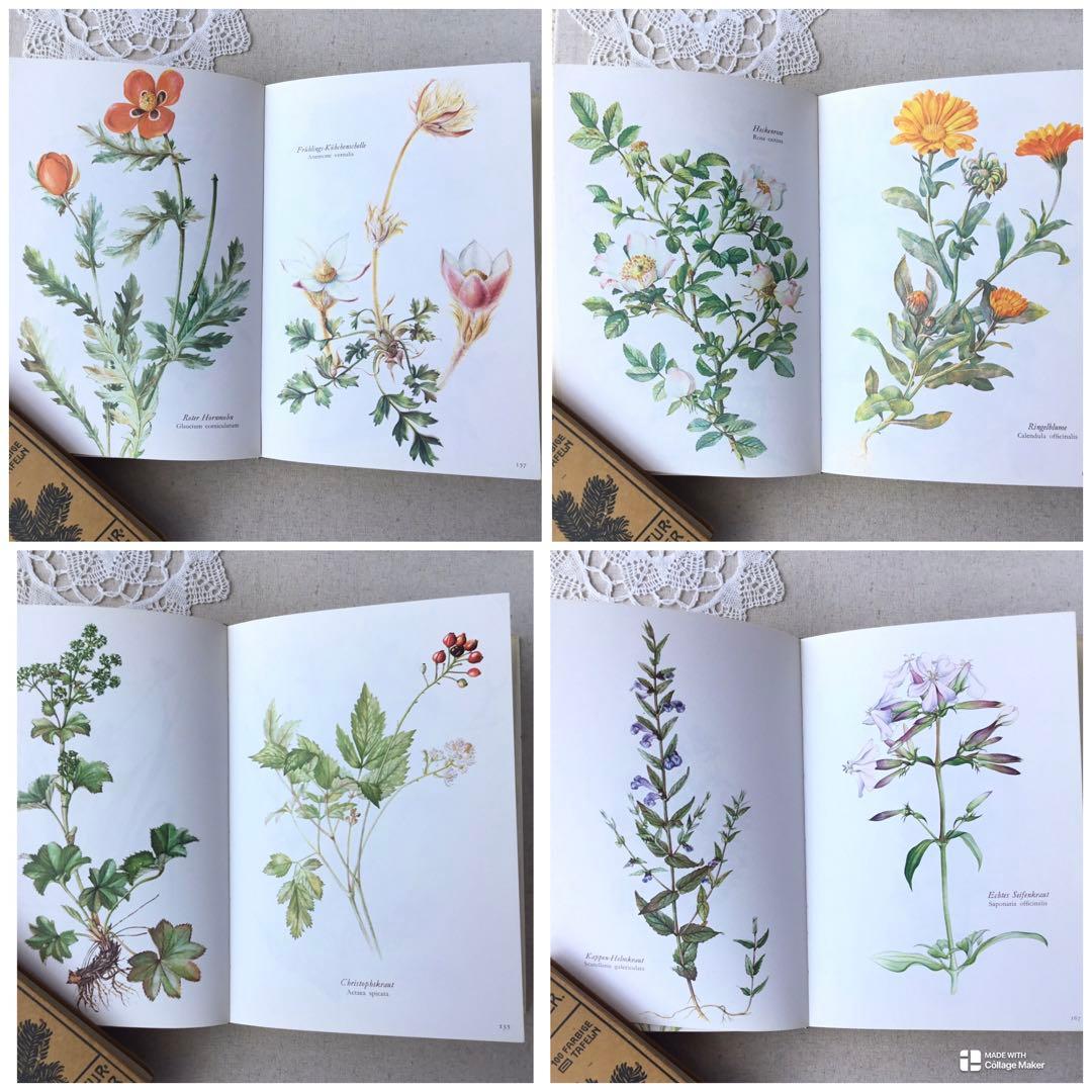 洋書　植物図鑑 Elsa Felsko花図鑑 ヴィンテージ ボタニカルインテリア