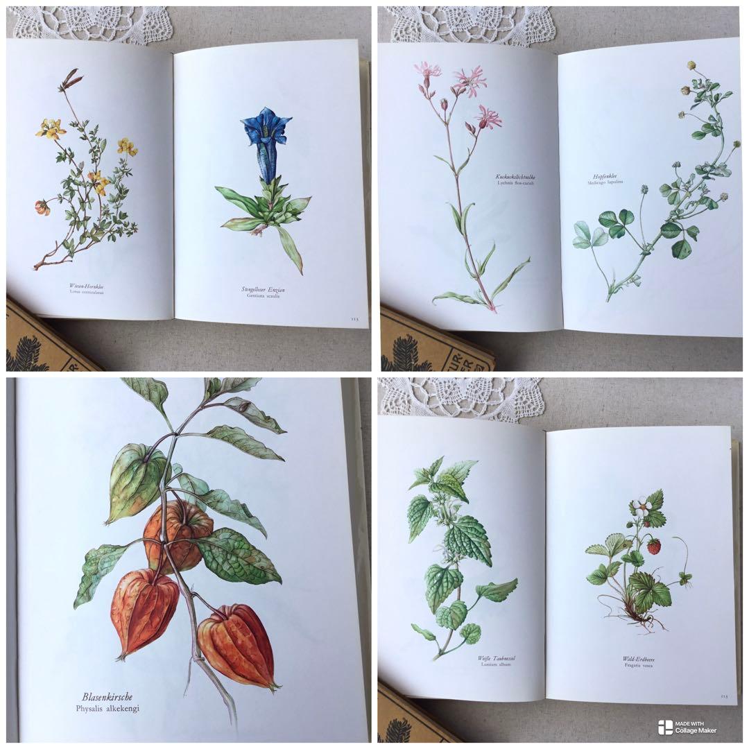 洋書　植物図鑑 Elsa Felsko花図鑑 ヴィンテージ ボタニカルインテリア