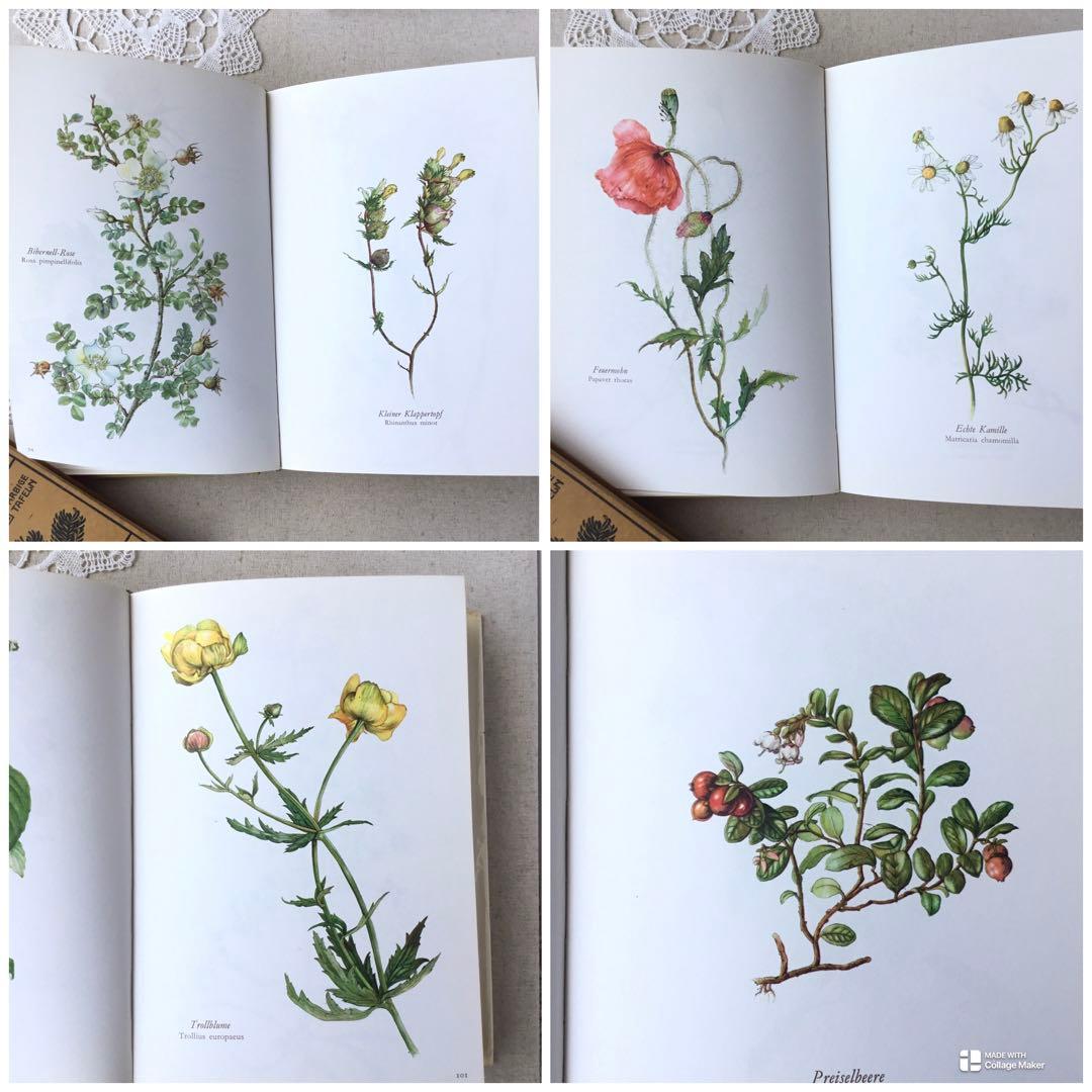 洋書　植物図鑑 Elsa Felsko花図鑑 ヴィンテージ ボタニカルインテリア