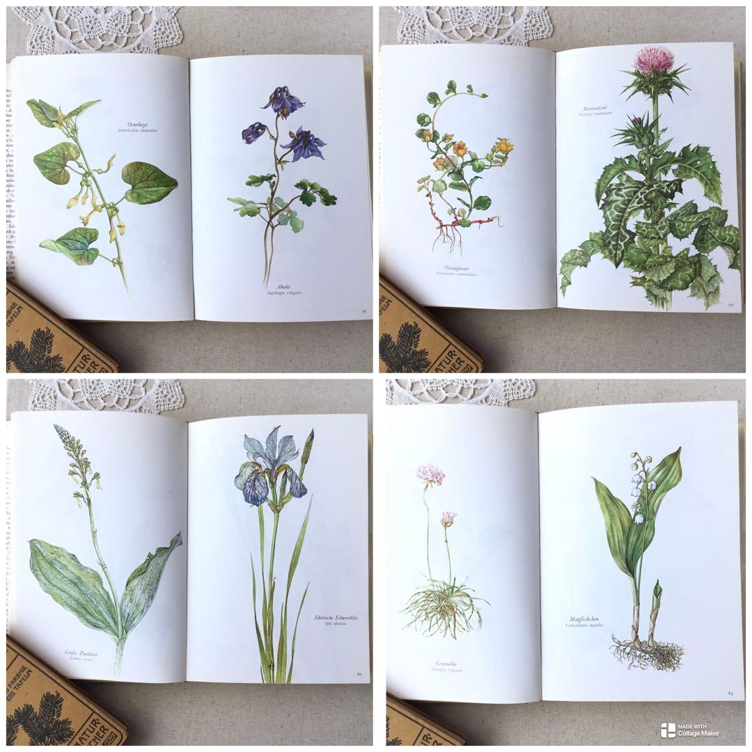 洋書　植物図鑑 Elsa Felsko花図鑑 ヴィンテージ ボタニカルインテリア