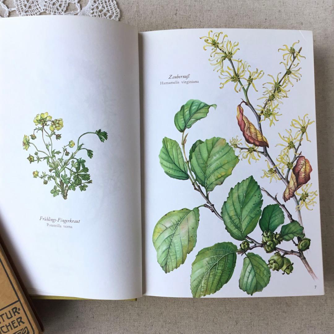 洋書　植物図鑑 Elsa Felsko花図鑑 ヴィンテージ ボタニカルインテリア