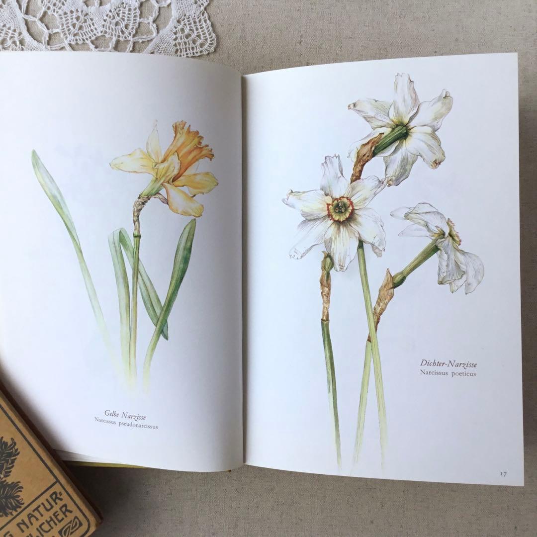 洋書　植物図鑑 Elsa Felsko花図鑑 ヴィンテージ ボタニカルインテリア