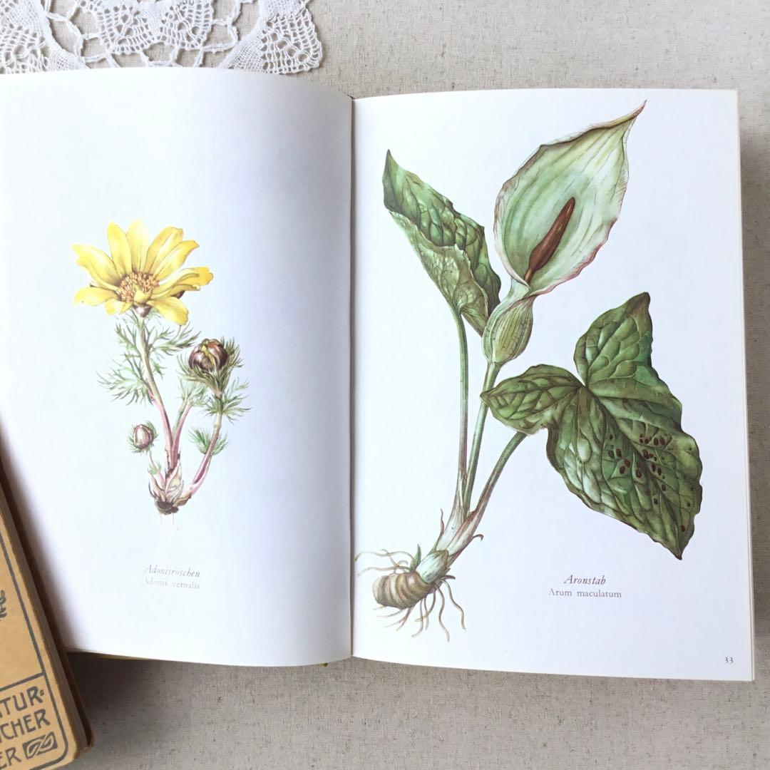 洋書　植物図鑑 Elsa Felsko花図鑑 ヴィンテージ ボタニカルインテリア