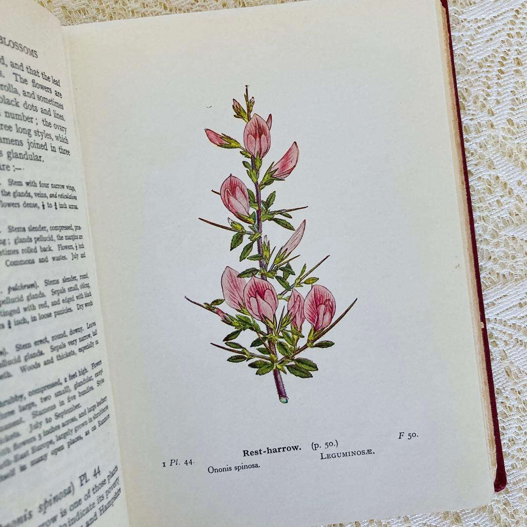洋書　古書　イギリスのヴィンテージ植物図鑑① 　上品な装丁と美しいカラー図版