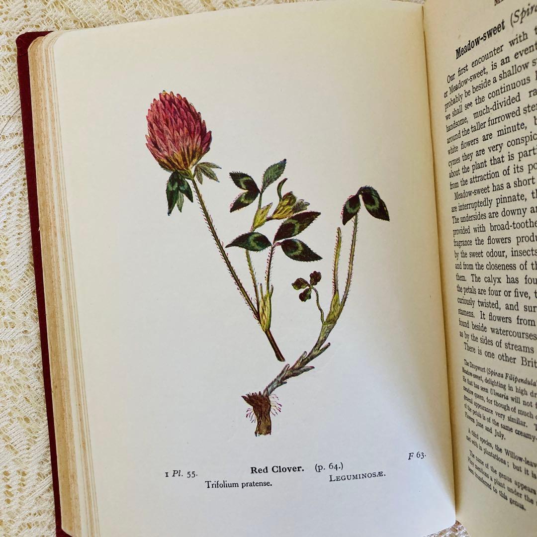 洋書　古書　イギリスのヴィンテージ植物図鑑① 　上品な装丁と美しいカラー図版