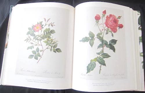 本39／ハードカバー薔薇画集 The Roses： ルドゥーテ