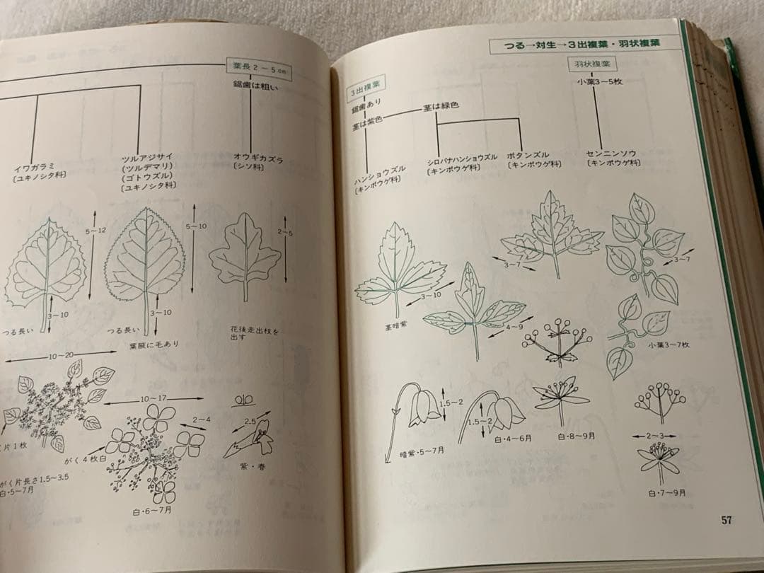 葉による野生植物の検索図鑑 阿部 正敏　誠文堂新光社