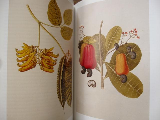 アート・デザイン・音楽 Masterpieces of Botanical Illustration
