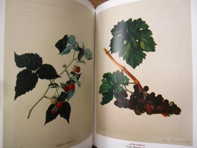アート・デザイン・音楽 Masterpieces of Botanical Illustration