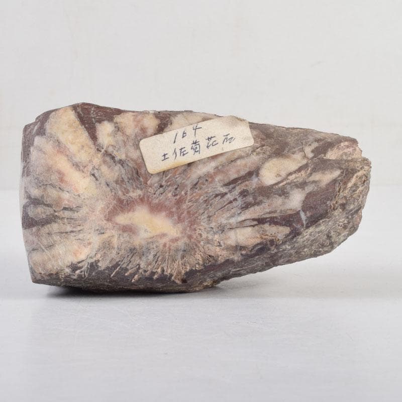 天然石　鑑賞石　菊花石　置物　重さ約505g　C　8851