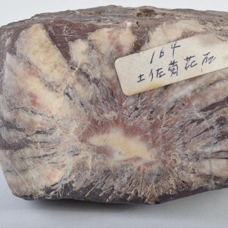 天然石　鑑賞石　菊花石　置物　重さ約505g　C　8851