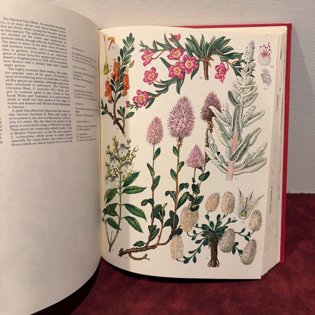 1210B⑩1970年初版植物図鑑　ジャンクジャーナル　ボタンニカル　洋書古書