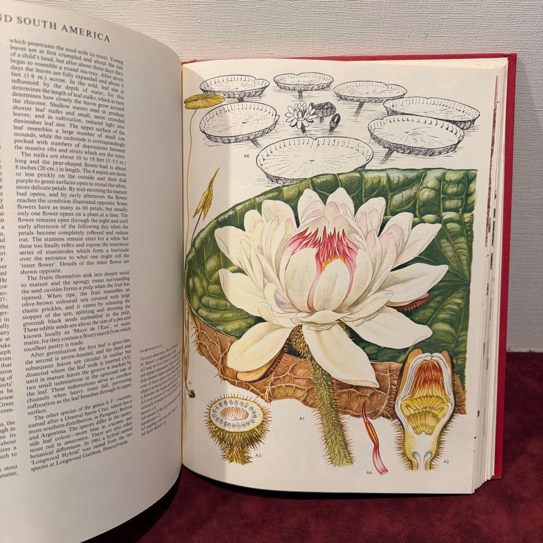 1210B⑩1970年初版植物図鑑　ジャンクジャーナル　ボタンニカル　洋書古書