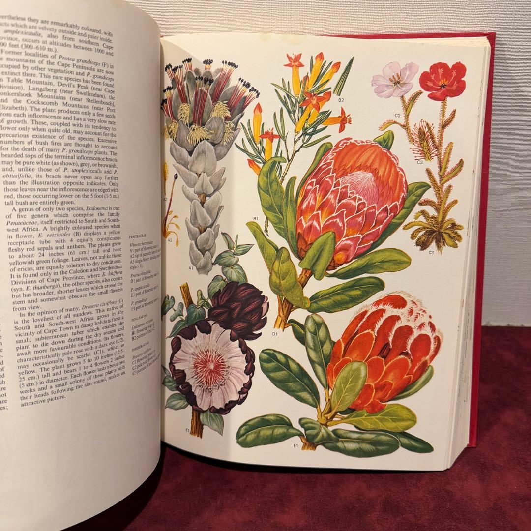 1210B⑩1970年初版植物図鑑　ジャンクジャーナル　ボタンニカル　洋書古書
