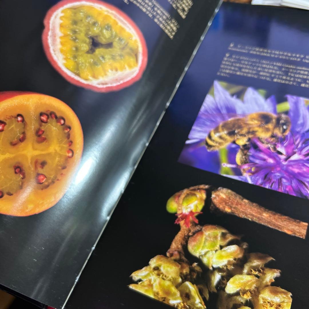 【中古】世界で一番美しい果実図鑑 武井摩利 ロブ・ケスラー キュー王立植物園公認