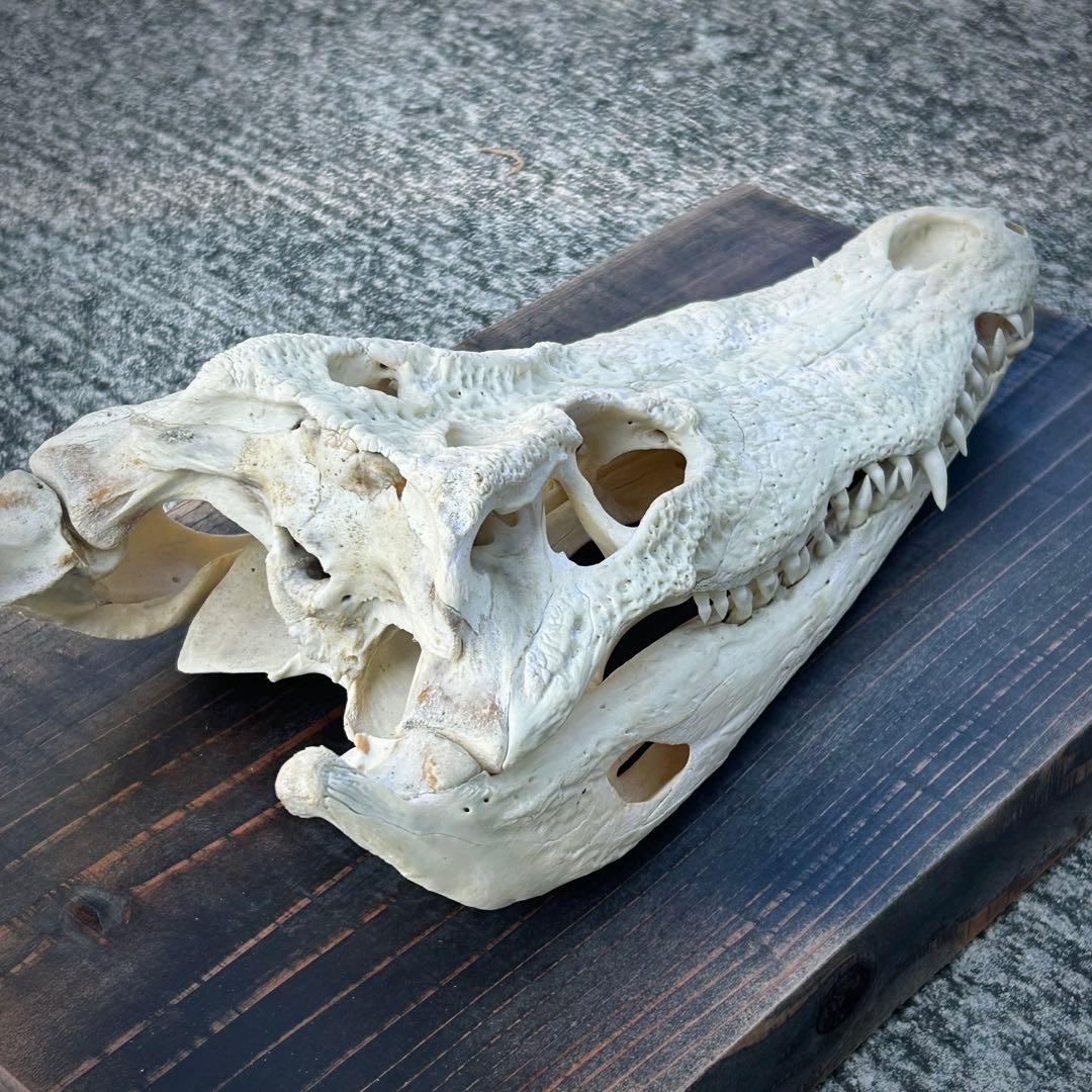 ナイルワニ　頭骨　クロコダイル