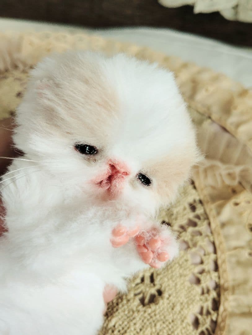オメメ開いたよ♡生後7日♡エキゾベビー♡子猫ちゃん♡アートドール♡