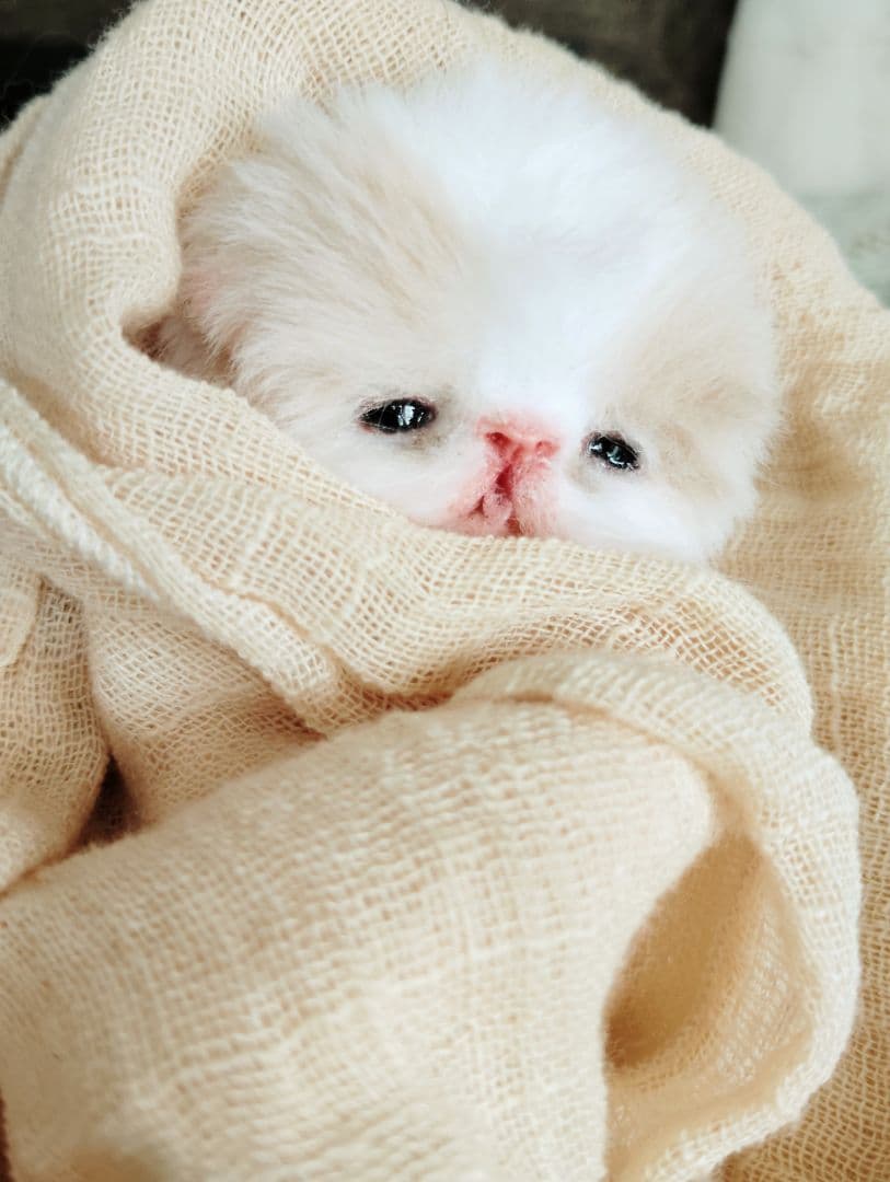 オメメ開いたよ♡生後7日♡エキゾベビー♡子猫ちゃん♡アートドール♡