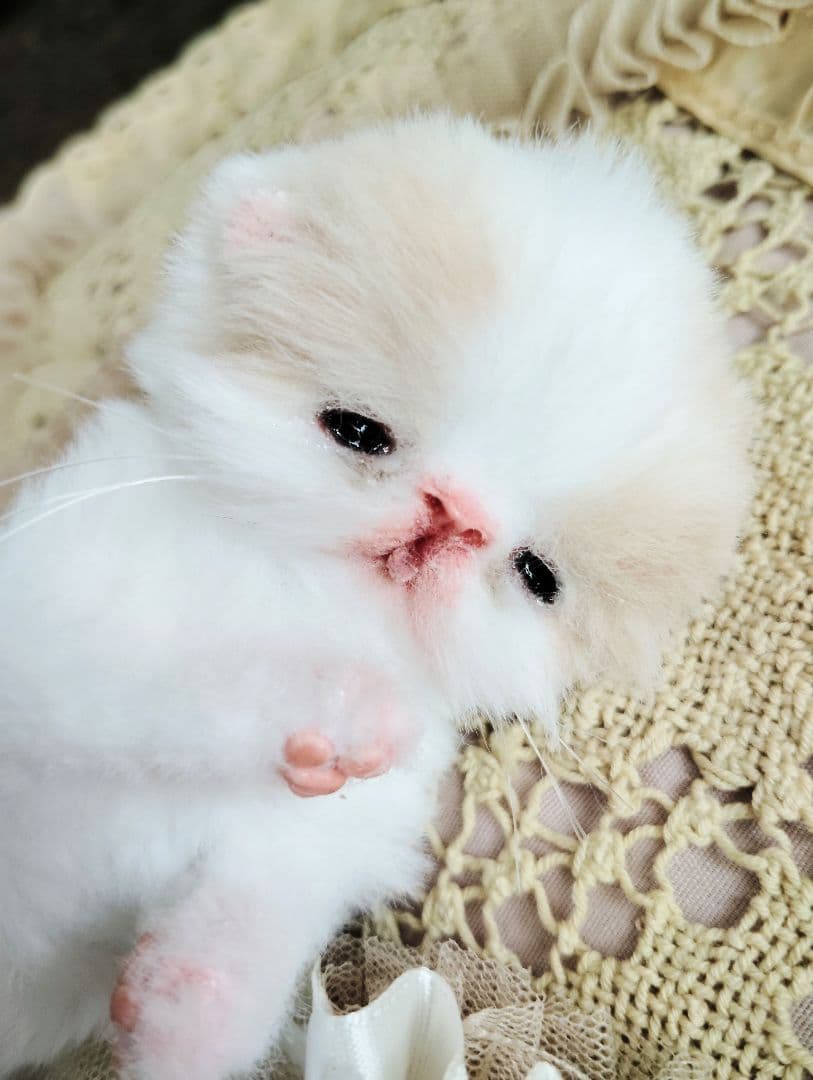 オメメ開いたよ♡生後7日♡エキゾベビー♡子猫ちゃん♡アートドール♡