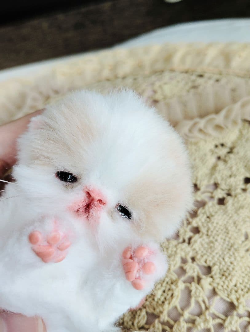 オメメ開いたよ♡生後7日♡エキゾベビー♡子猫ちゃん♡アートドール♡