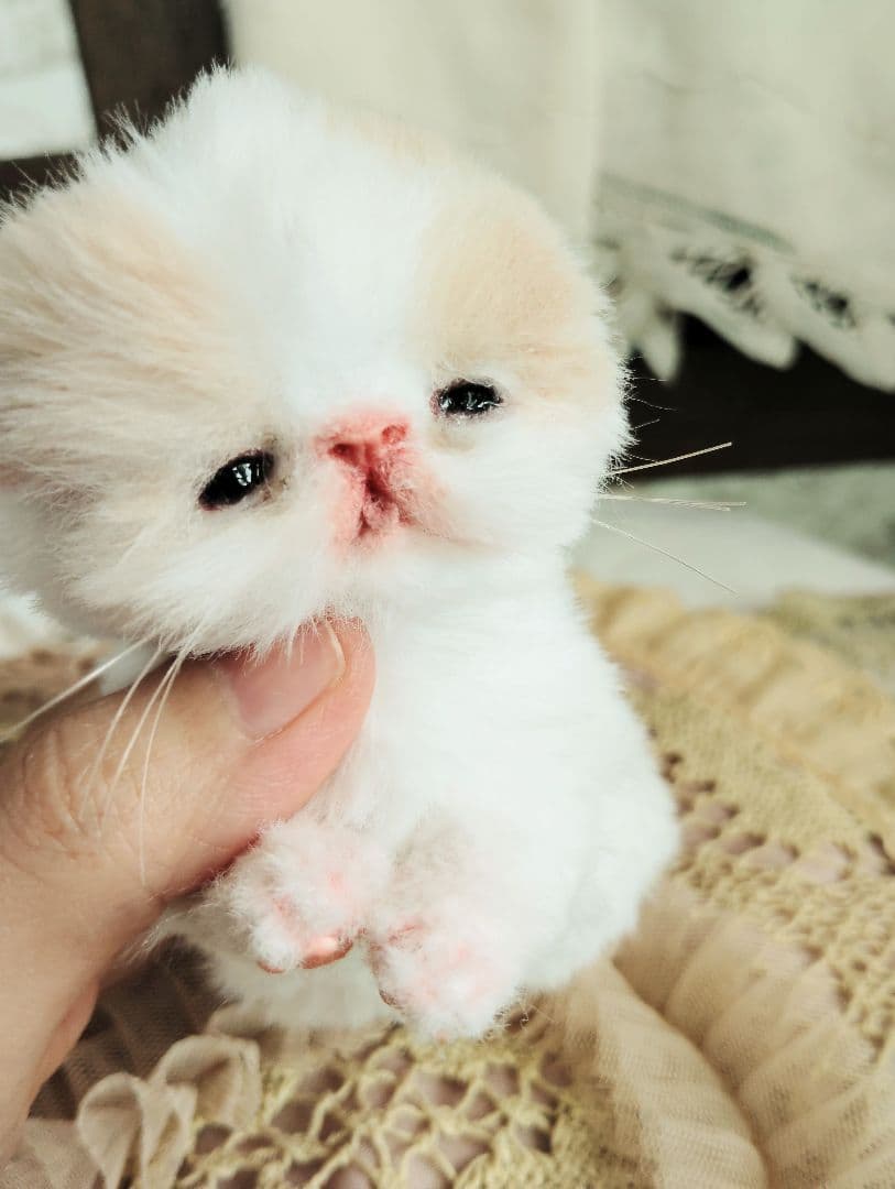 オメメ開いたよ♡生後7日♡エキゾベビー♡子猫ちゃん♡アートドール♡