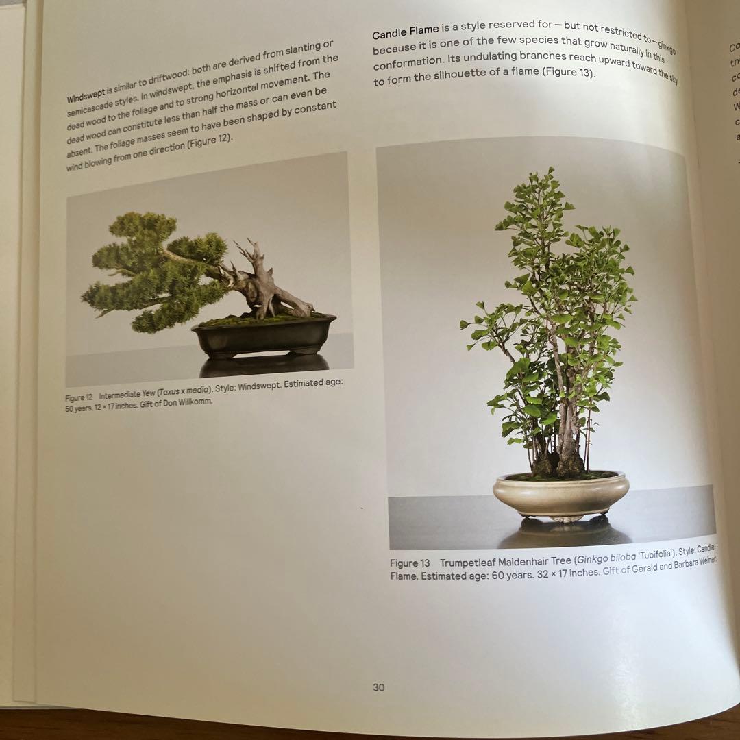 Bonsai: A Patient Art 洋書
