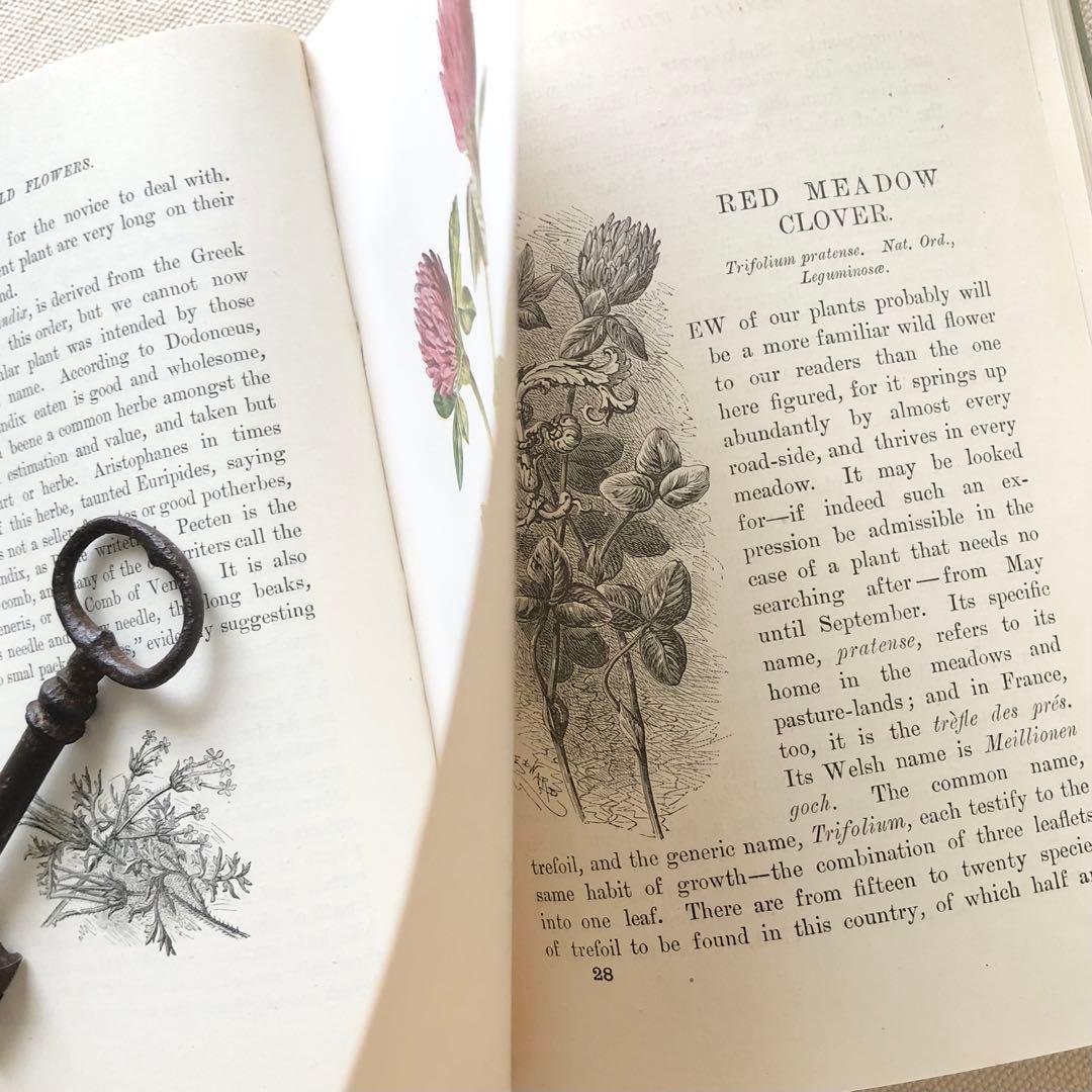 1910年 イギリスの希少な植物図鑑 FWF2 アンティーク