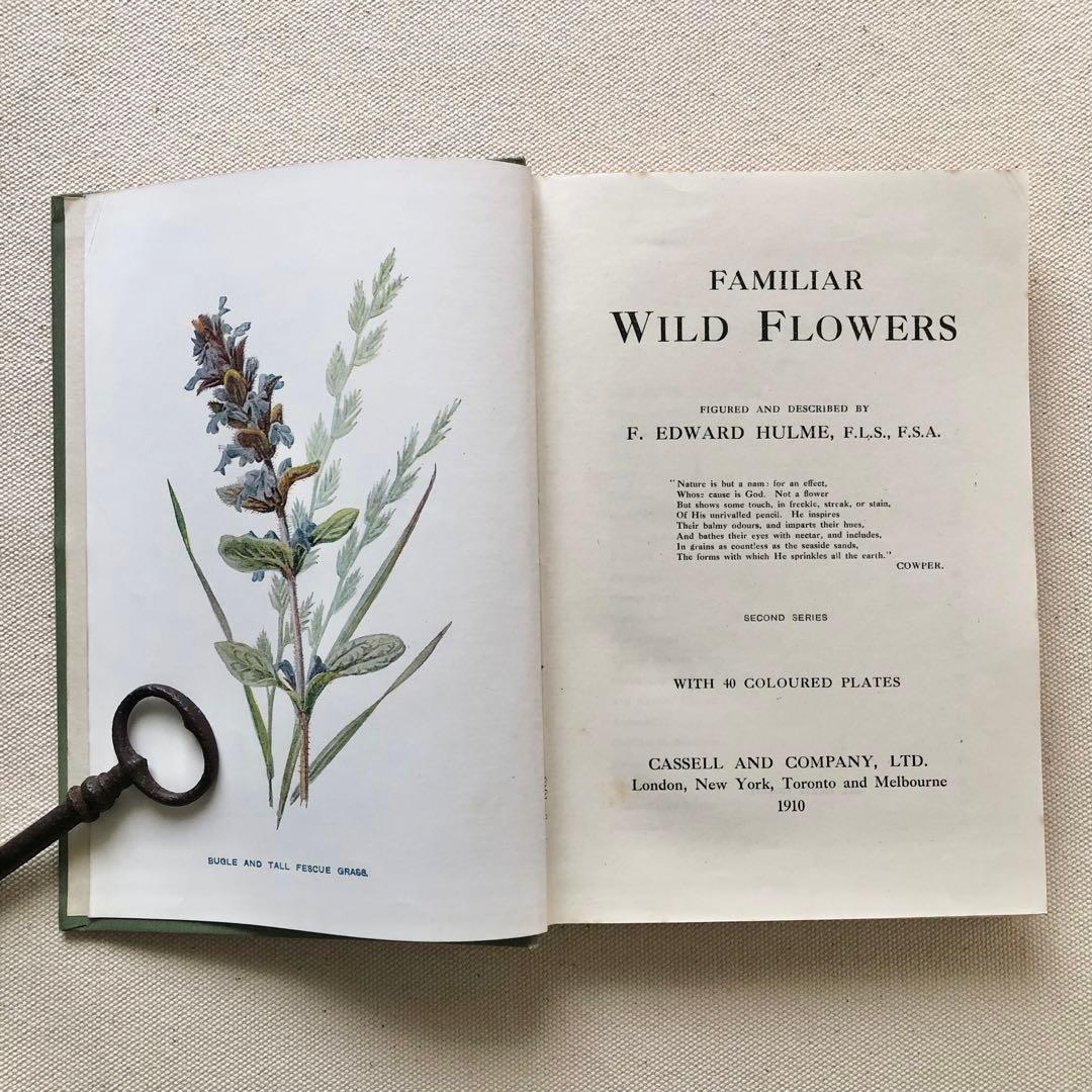 1910年 イギリスの希少な植物図鑑 FWF2 アンティーク