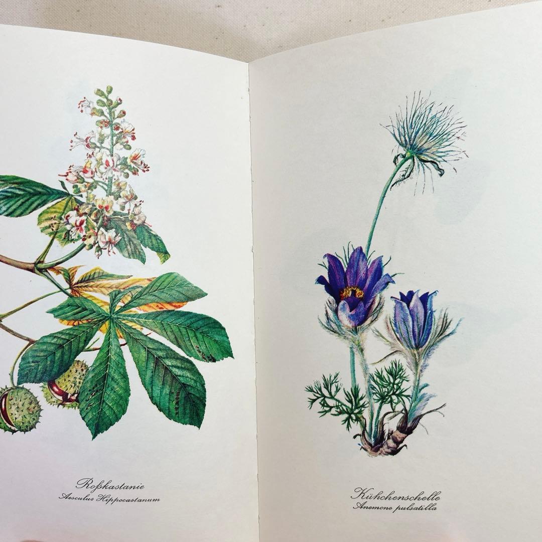 美しい植物画 ドイツ 洋書 図鑑 1963 Elsa Flesko Blumen