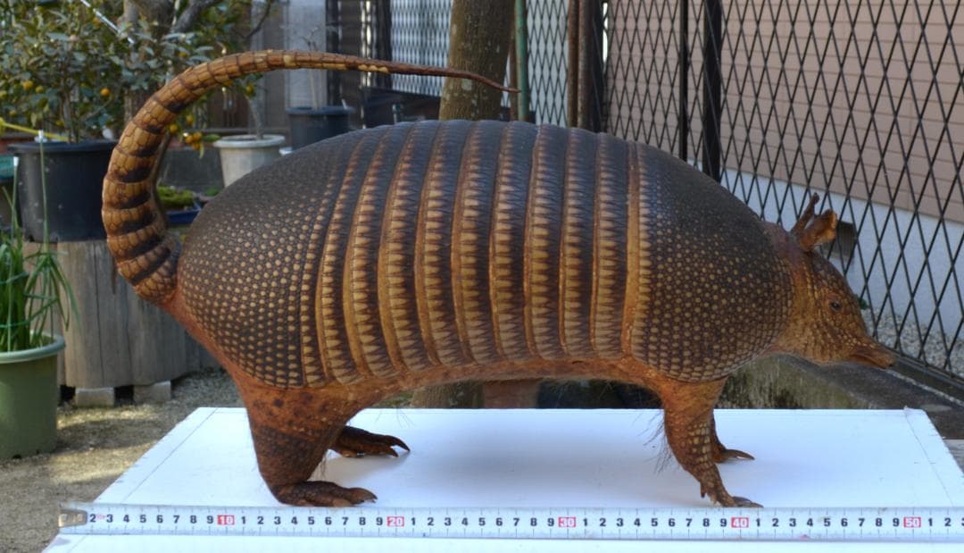 即決　剥製　ココノオビアルマジロ　置物　飾り物「国際希少野生動植物種」指定外