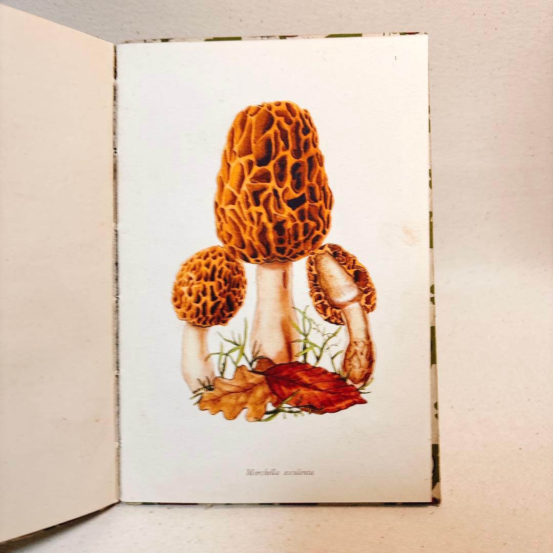 ペンギン文庫 1943年発行 美しいきのこ 図鑑 洋書 FUNGI