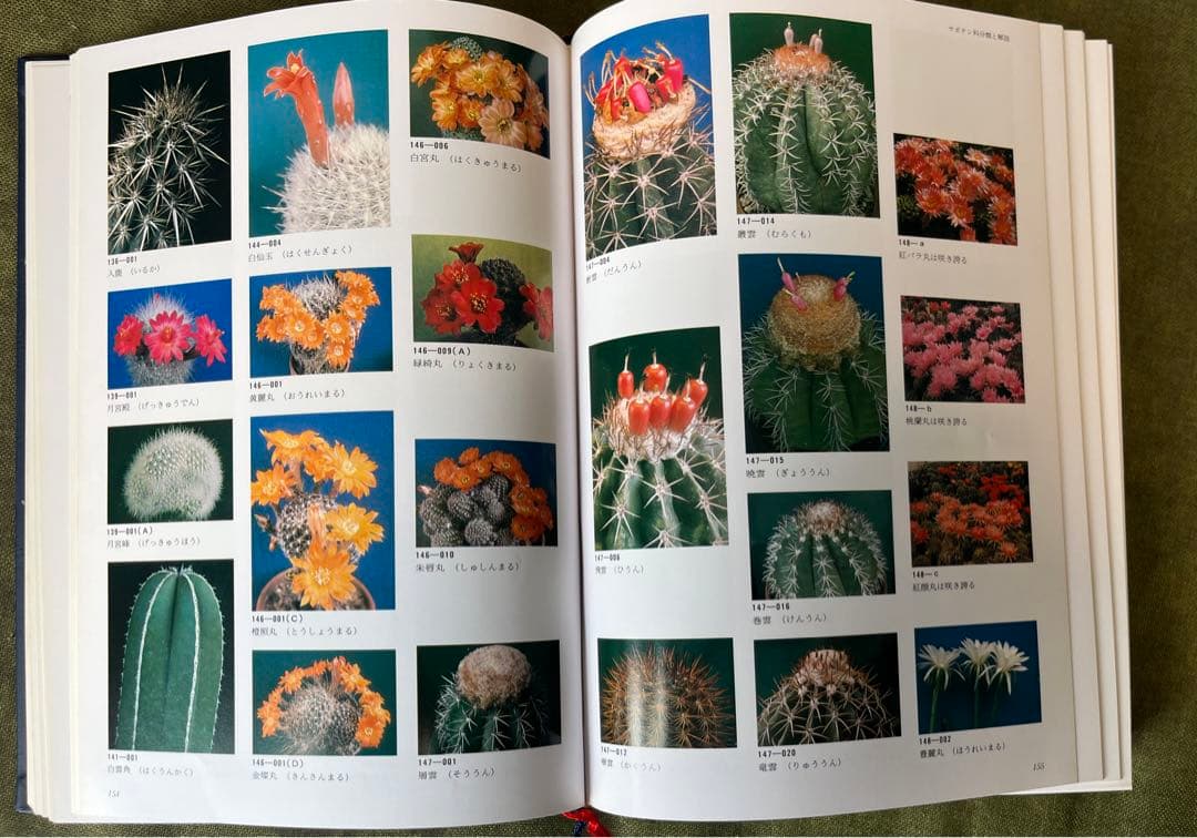 サボテン科大事典: 266属とその種の解説 伊藤 芳夫　絶版