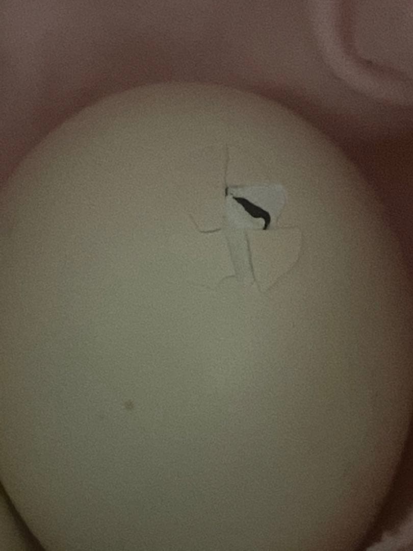 自動孵卵器HHD 12 Egg Incubator