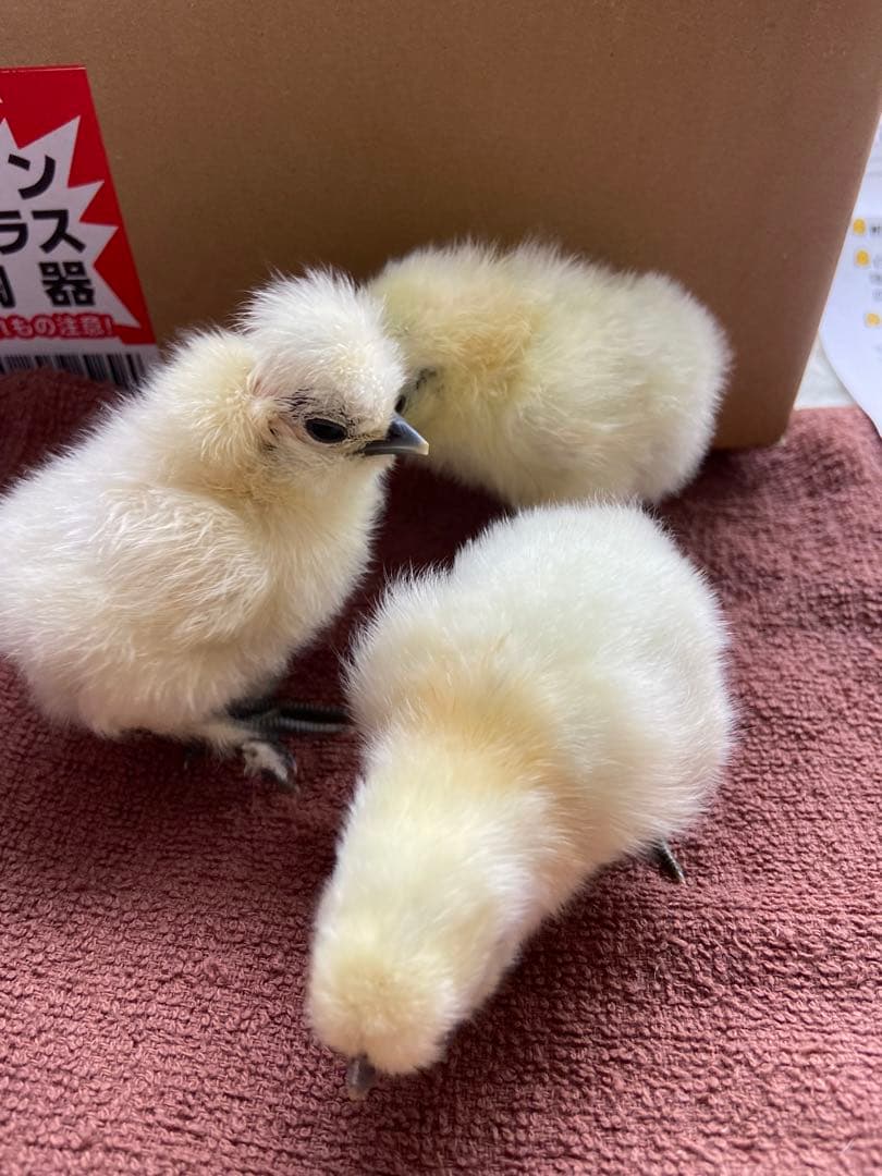 自動孵卵器HHD 12 Egg Incubator
