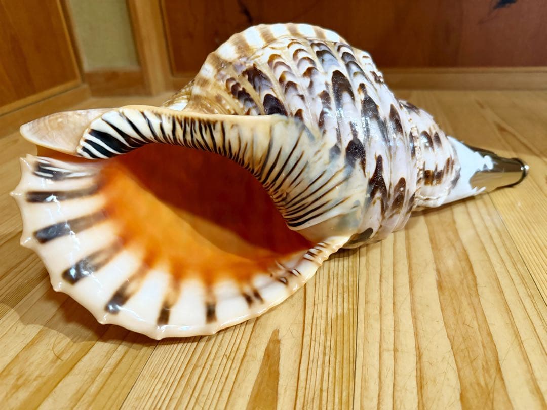 大型修験道法螺貝38.5㎝　山伏　密教　魔除け　熊よけ❣️ホラガイ　ほら貝