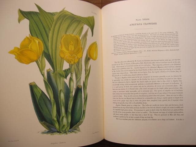 Select Orchidaceous Plants　Robert Warner