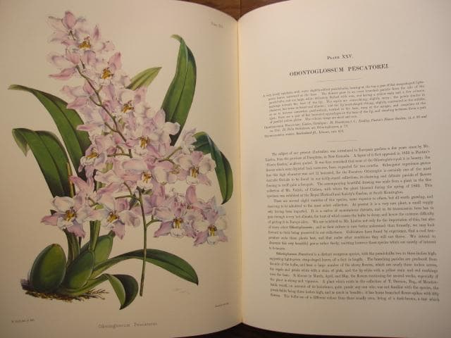 Select Orchidaceous Plants　Robert Warner