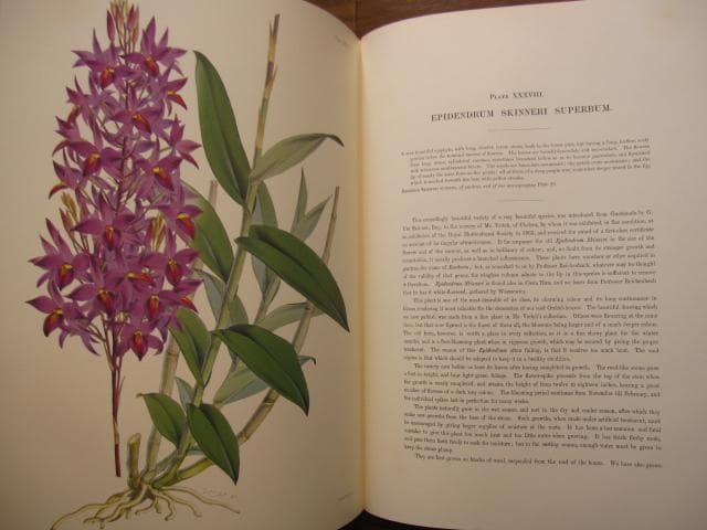 Select Orchidaceous Plants　Robert Warner