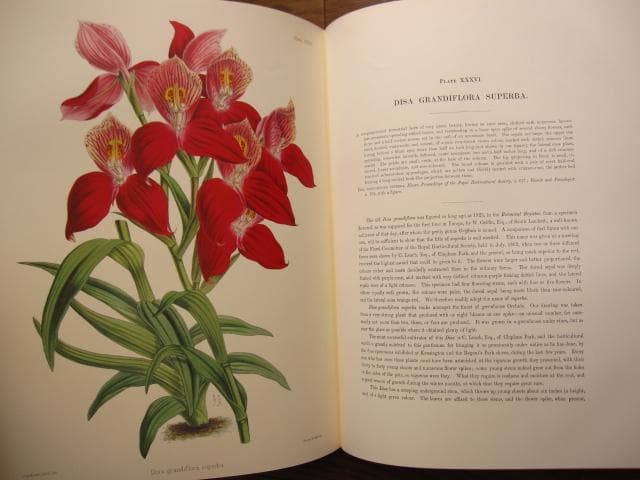Select Orchidaceous Plants　Robert Warner