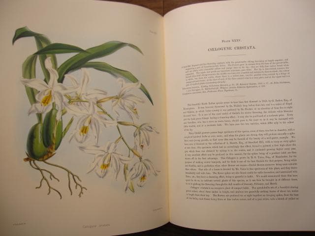 Select Orchidaceous Plants　Robert Warner